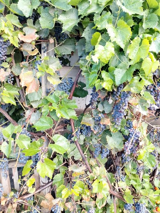 продам виноград домашний