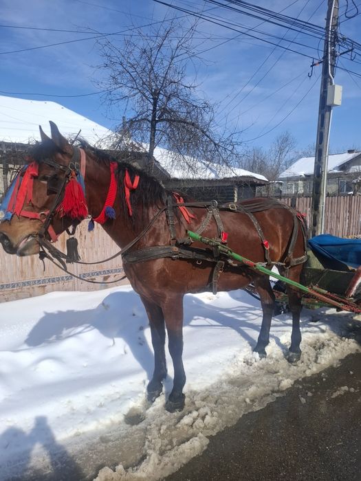 Vând IAPĂ de 4 anii