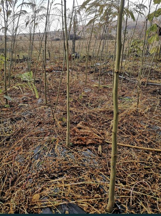 Албиция (Albizia)