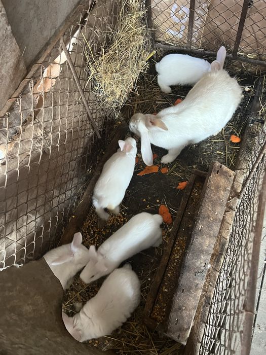 Iepuroaică cu 5 pui