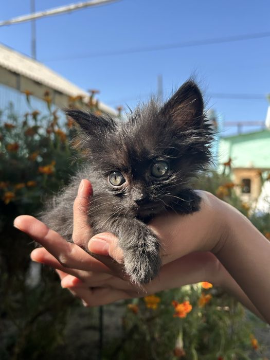 Котята ищут дом, в хорошие руки