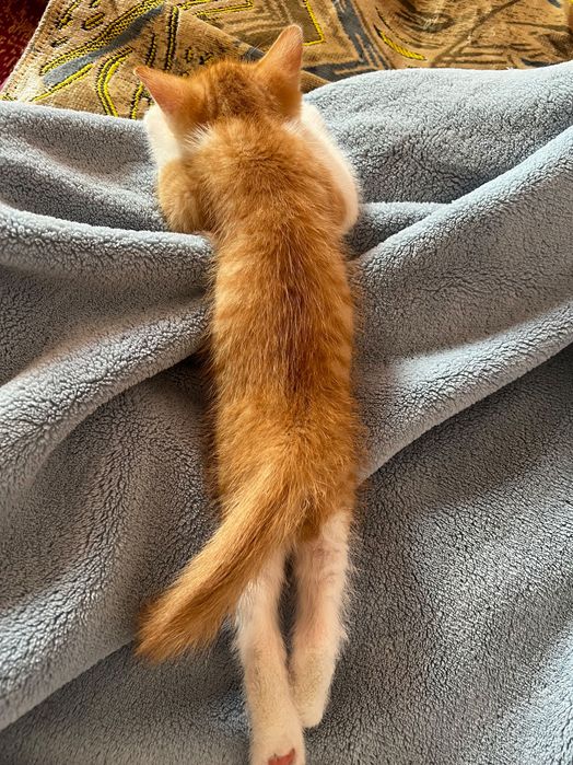 Котенок(мальчик)