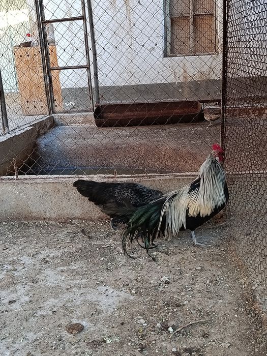 Продам япошки порода феникс