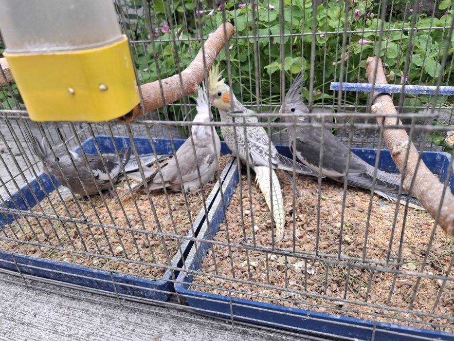 Продавам млади корели