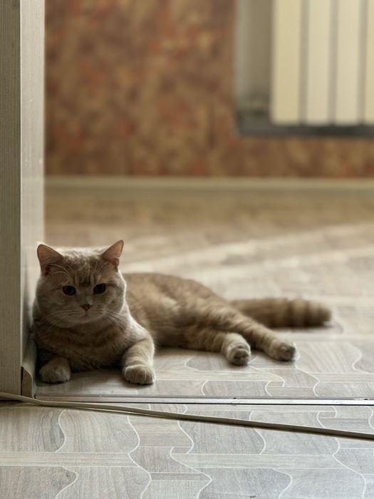 Кот британский короткошесртный  2 года