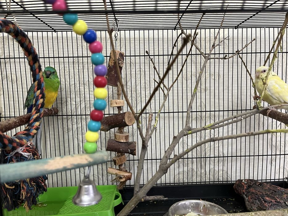 Продам попугаев!