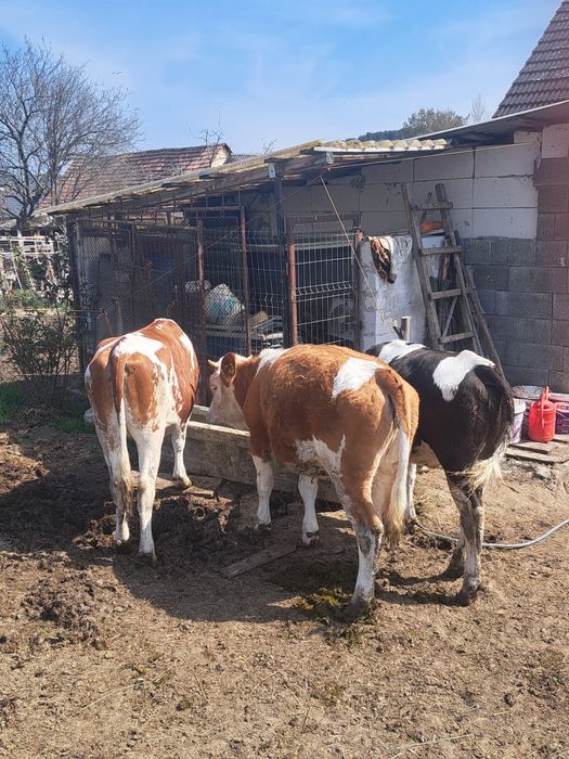 Vând juninci bune de prăsâlă!!! Detalii la telefon 0749920988