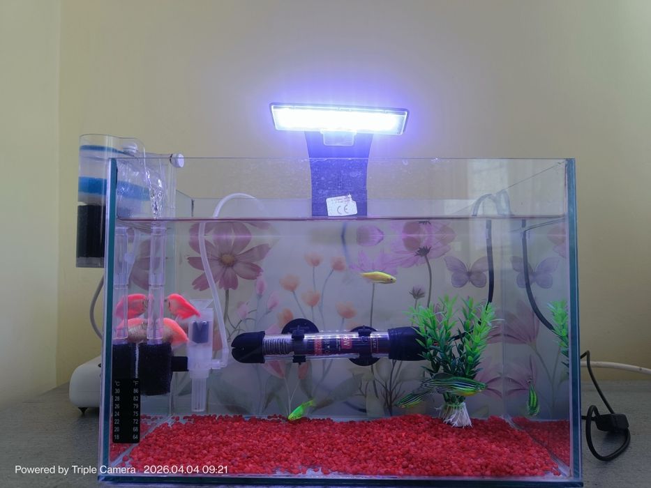 Acvariu complet cu pesti