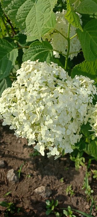 Цветы Гортензия Аннабель