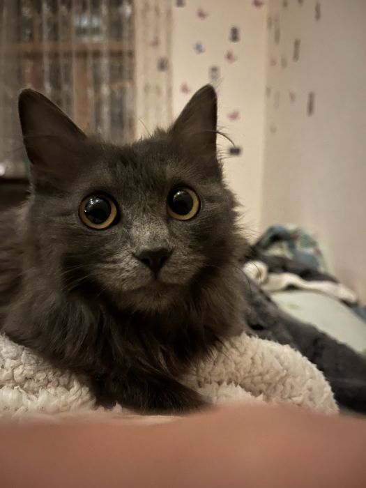 продается кошка