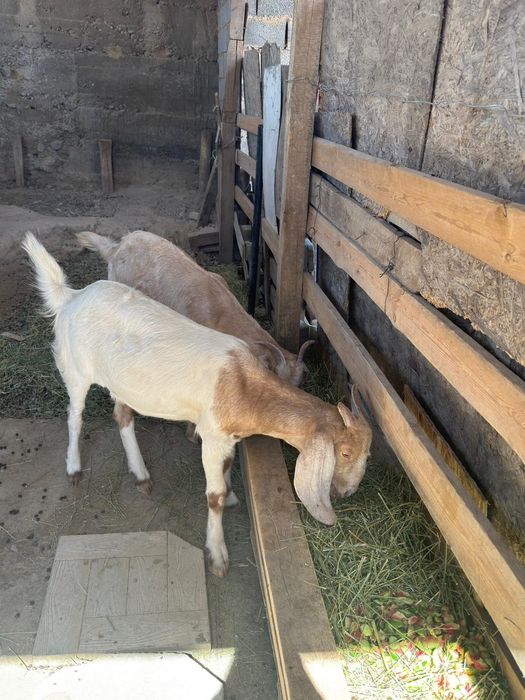 Битал еки ургыщы лактар бар