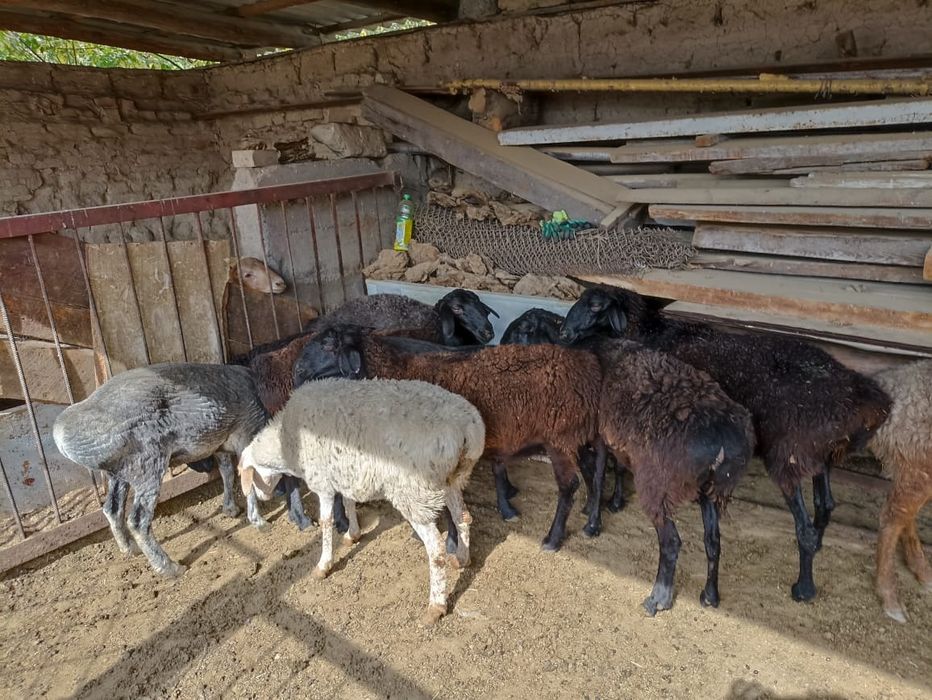 Қой сатылады саулық тусақтар