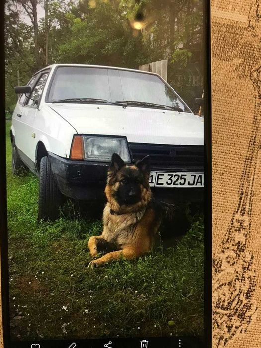 Щенки немецкой овчарки