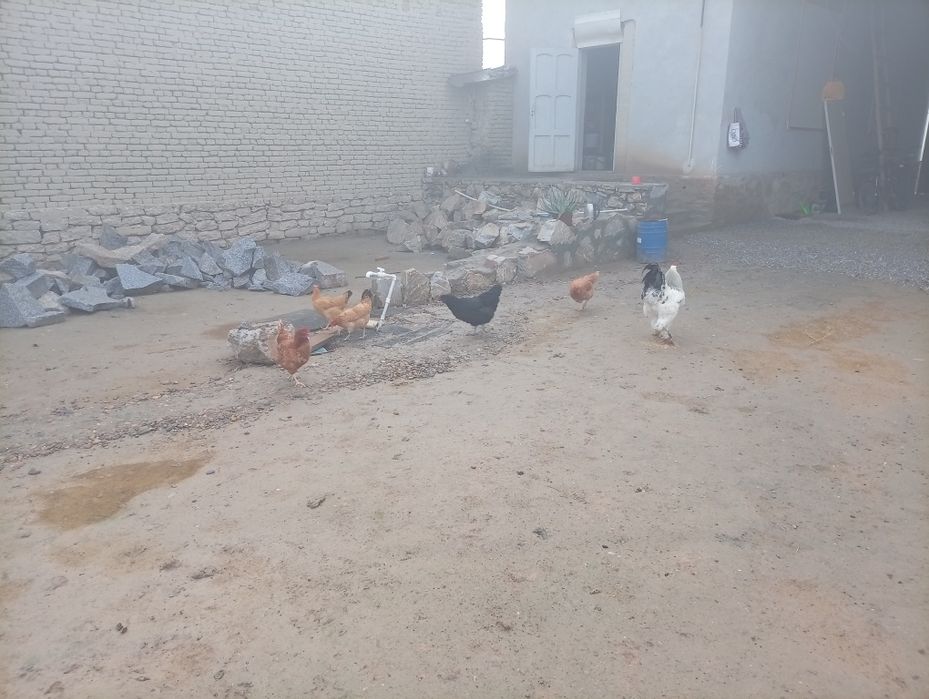 Дамашний товуклар сотилади