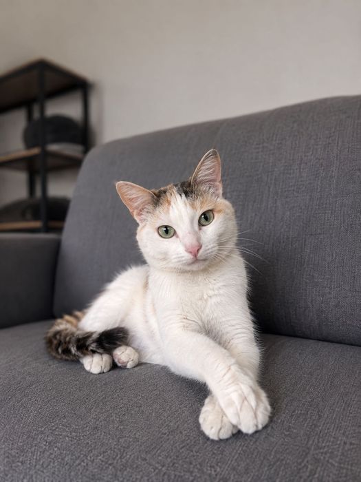 Кошечка нежная в добрые руки