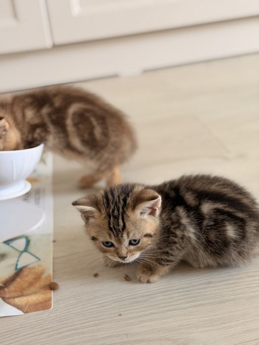 Вислоухие британцы кошки