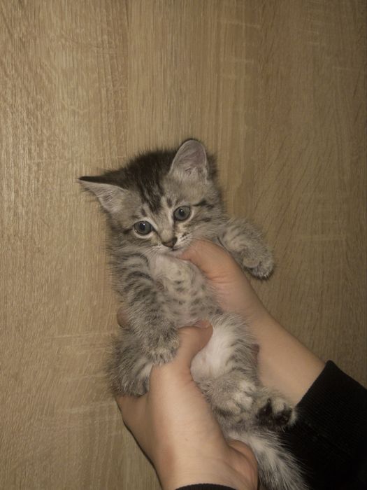 Очаровательные пушистики ищут любящий дом