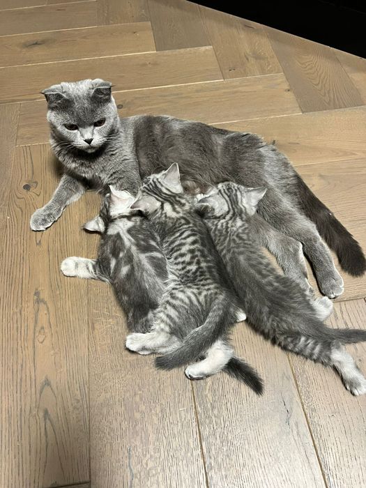 Шотландская вислоухая кошка