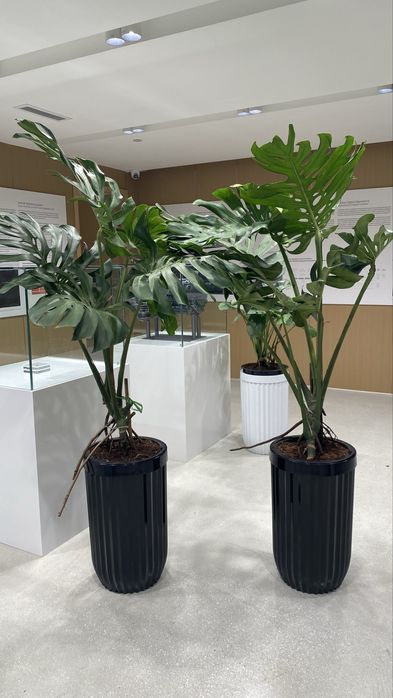 Офис учун гуллар, Цветы, Цветы для офиса, Офисные растения