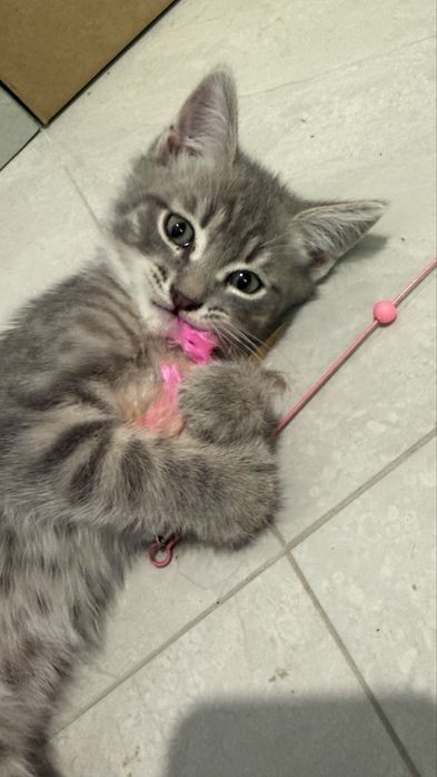 Котенок в добрые руки