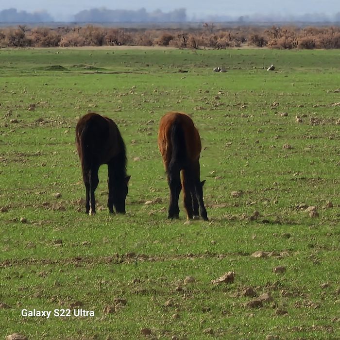 66 бас, тайлар сатылады,  еркек