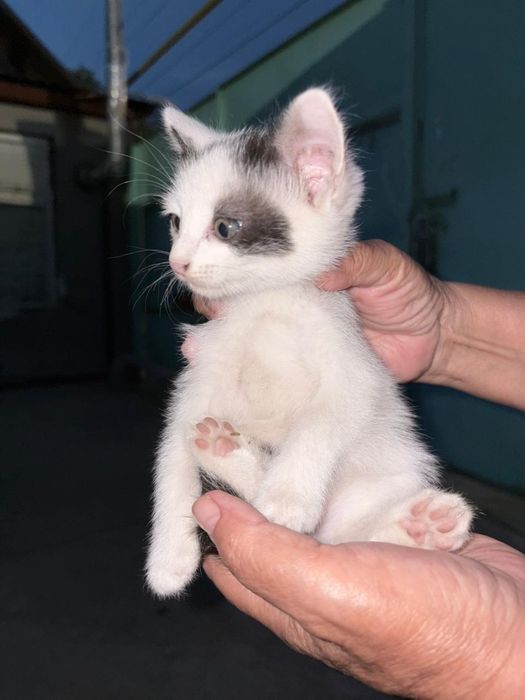 Отдаем котят в добрые руки, уральск