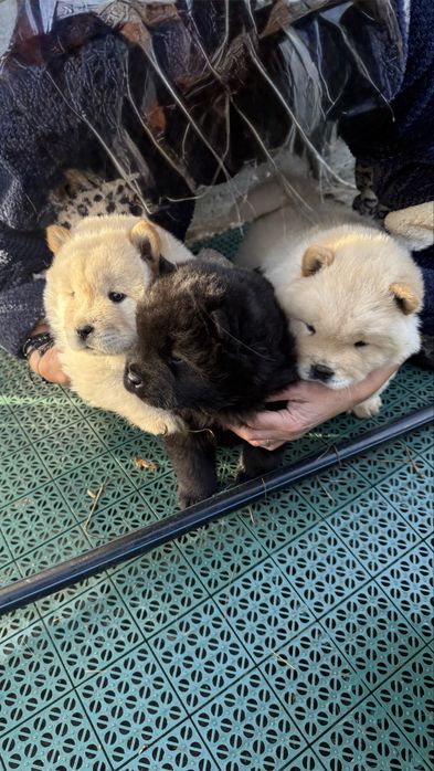Ofer spre vanzare pui Chow Chow