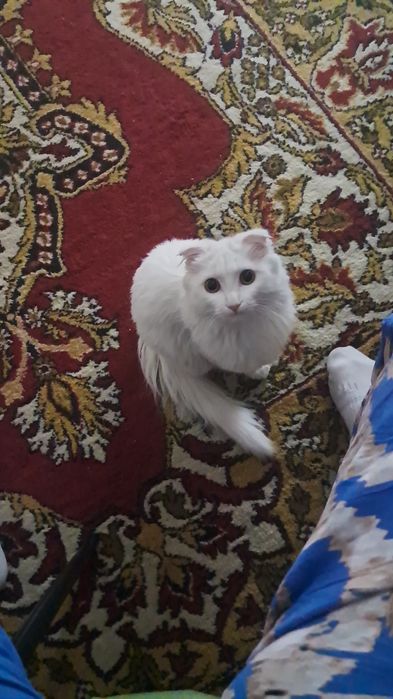 Ищу кота для вязки