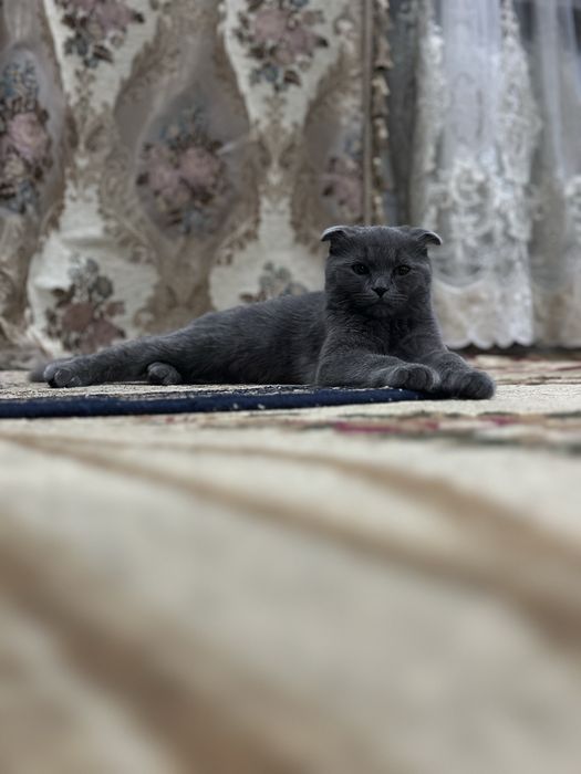 Кот mushuk scottish fold