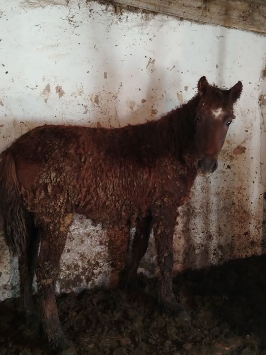 Продам лошадь тай