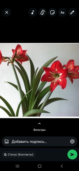 Продаётся комнатные цветы