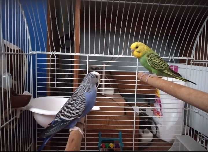 Vând peruși si cușcă