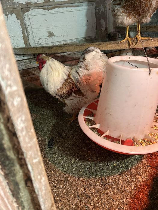 Инкубационное яйцо