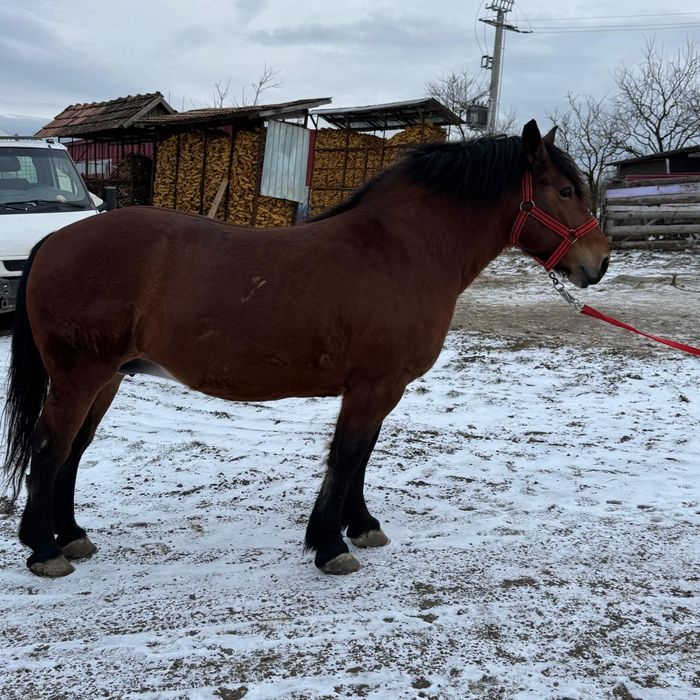 Iapa murga de vanzare