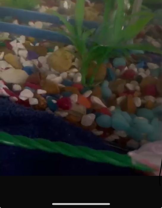 Аквариум с рыбками ( комплект )