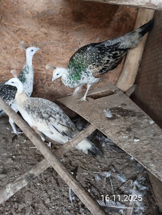 Vând păuni umăr negru