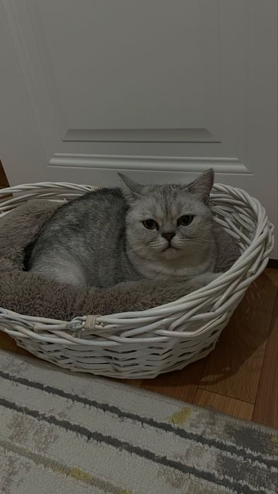 Отдам в добрые руки