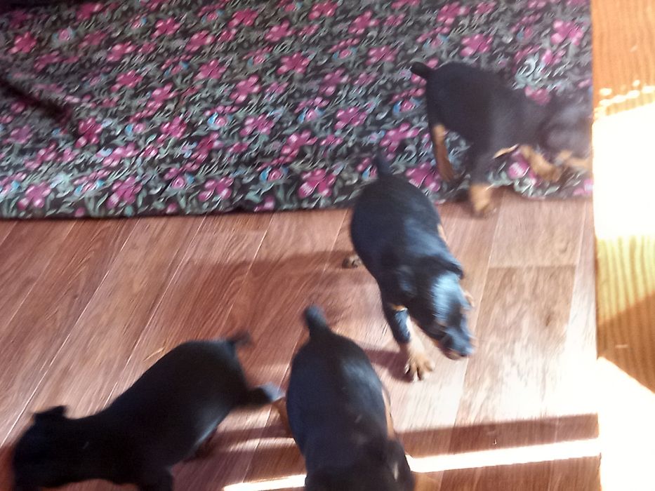 Вязка Ягдтерьера