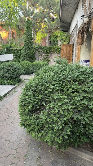 Продам кусты самшита