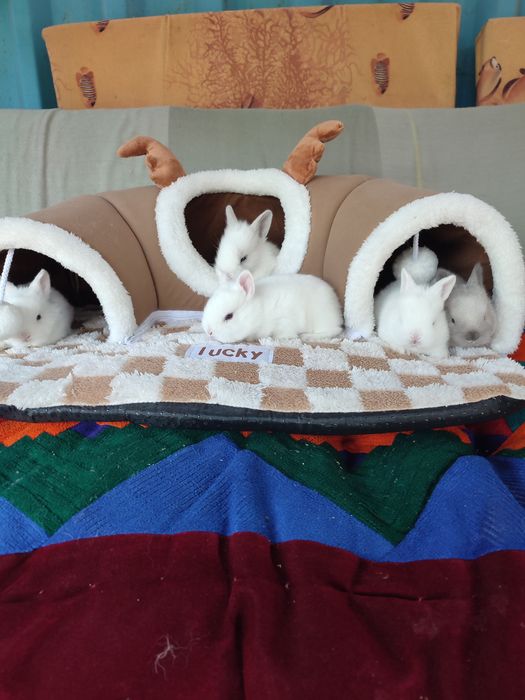 Кролчата декоративные