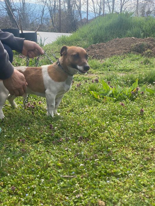 Продавам мини Джак Ръсел