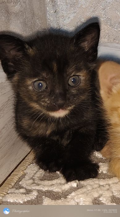 Отдам в добрые руки черненького с пятнышками котёнка 1.5 мес.