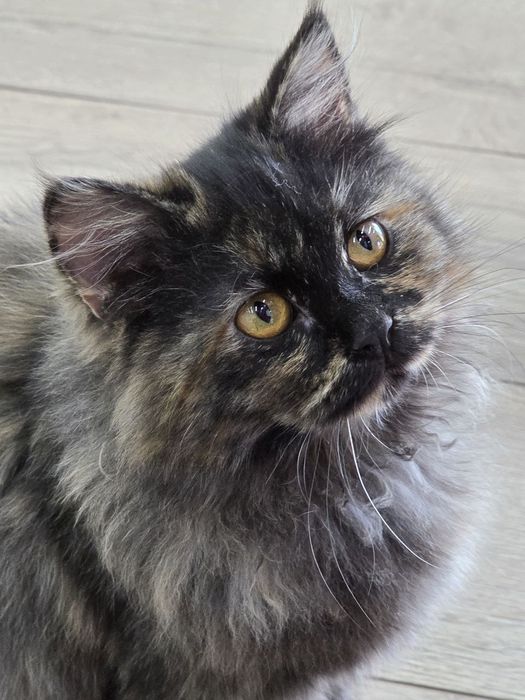 Котенок девочка Ташкент