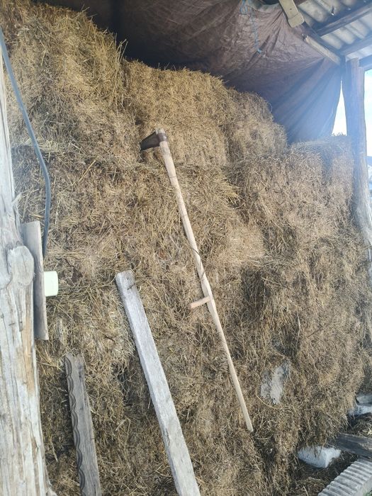 Vând baloți lucerna