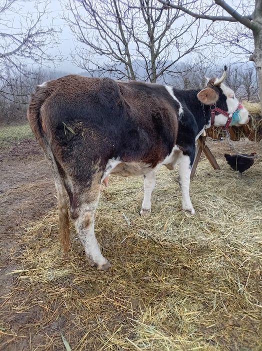 Vând vacă cu lapte
