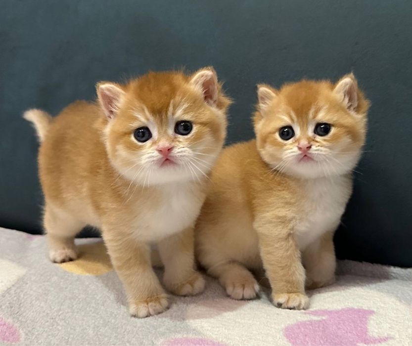 Приглашает на вязку