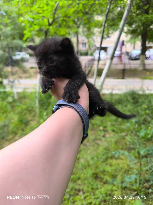 Котенок в добрые ручки