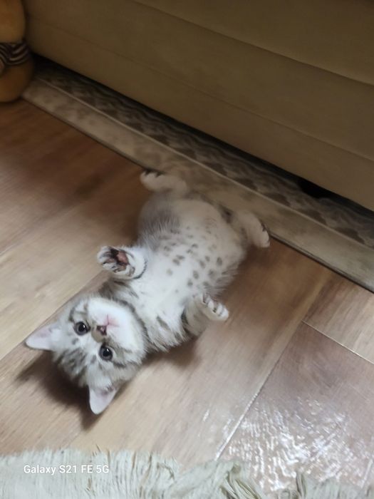 Продам шотландского котёнка