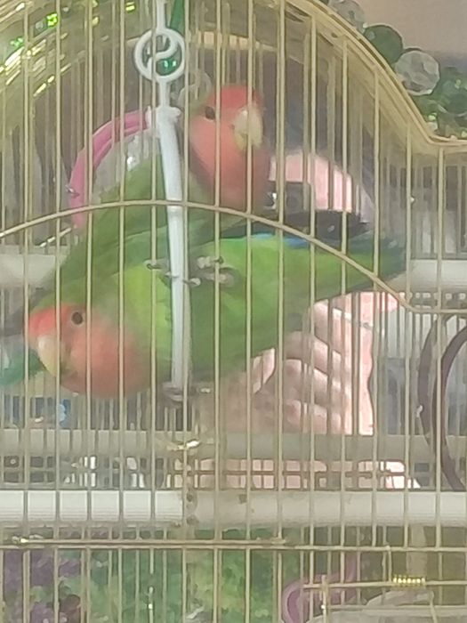 Попугаи не раз лучники