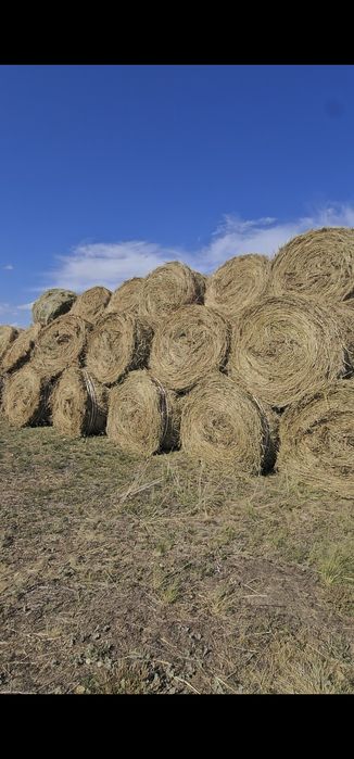 Шөп, Сена в рулонах.